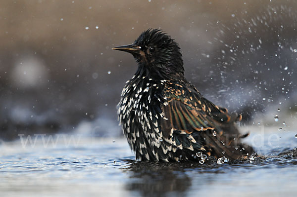 Star (Sturnus vulgaris)