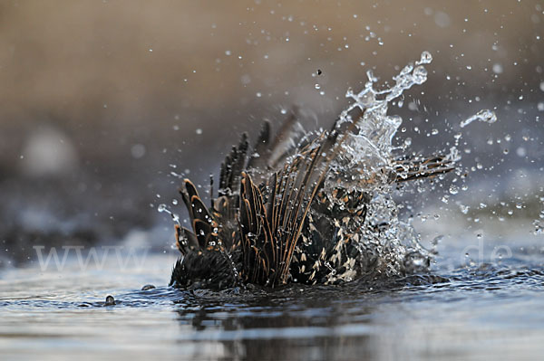 Star (Sturnus vulgaris)