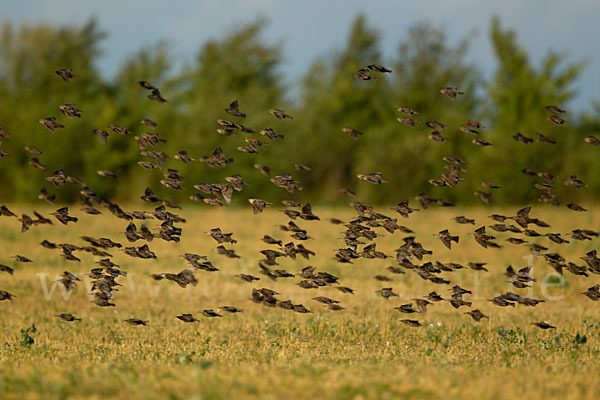 Star (Sturnus vulgaris)