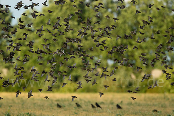 Star (Sturnus vulgaris)