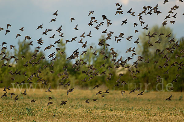 Star (Sturnus vulgaris)