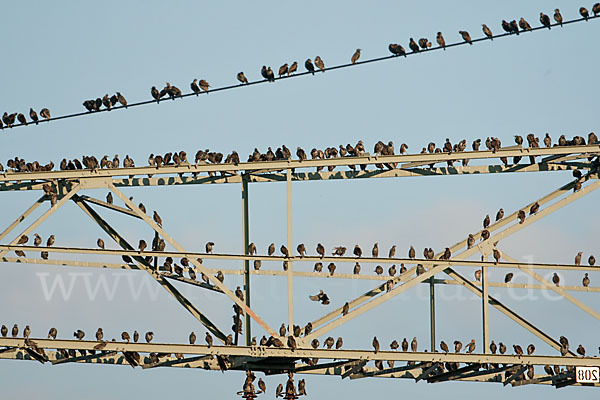 Star (Sturnus vulgaris)