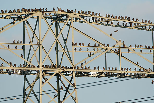 Star (Sturnus vulgaris)