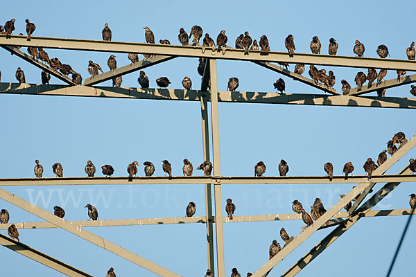 Star (Sturnus vulgaris)