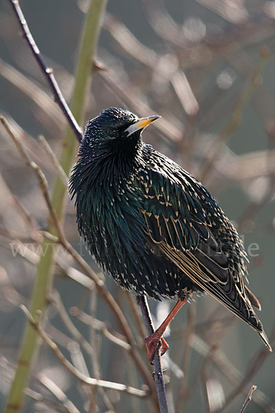 Star (Sturnus vulgaris)