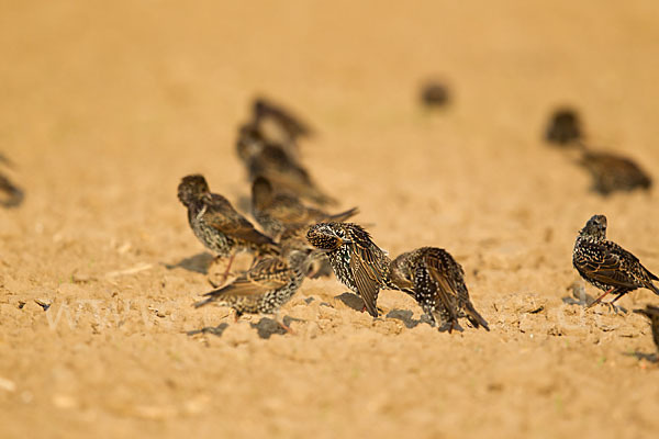 Star (Sturnus vulgaris)