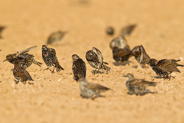 Star (Sturnus vulgaris)