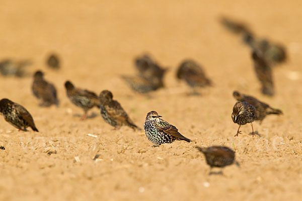 Star (Sturnus vulgaris)