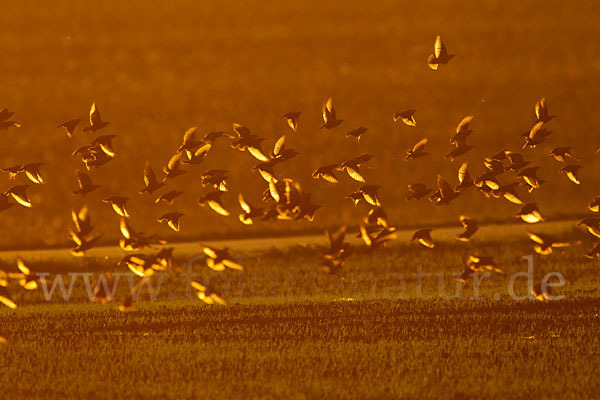 Star (Sturnus vulgaris)