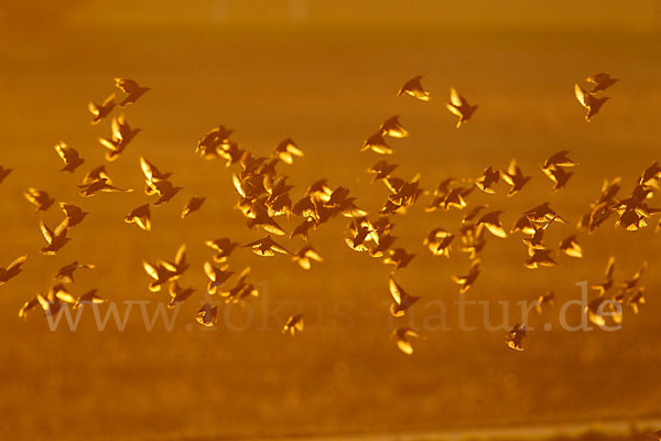 Star (Sturnus vulgaris)