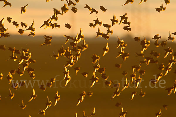 Star (Sturnus vulgaris)