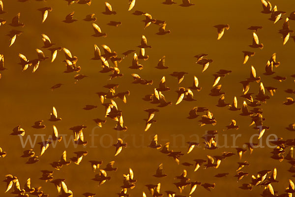 Star (Sturnus vulgaris)