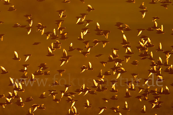 Star (Sturnus vulgaris)