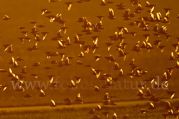 Star (Sturnus vulgaris)