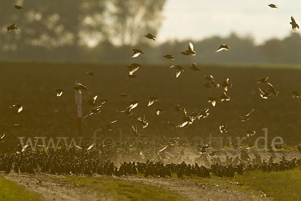 Star (Sturnus vulgaris)