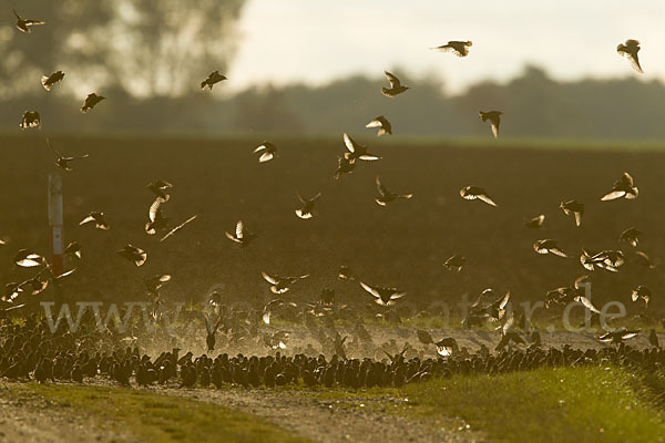 Star (Sturnus vulgaris)