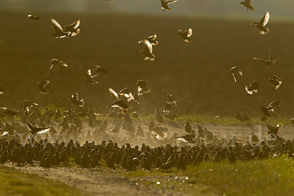 Star (Sturnus vulgaris)