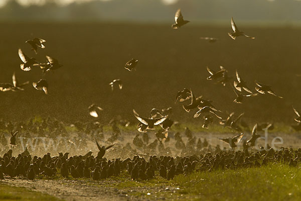 Star (Sturnus vulgaris)