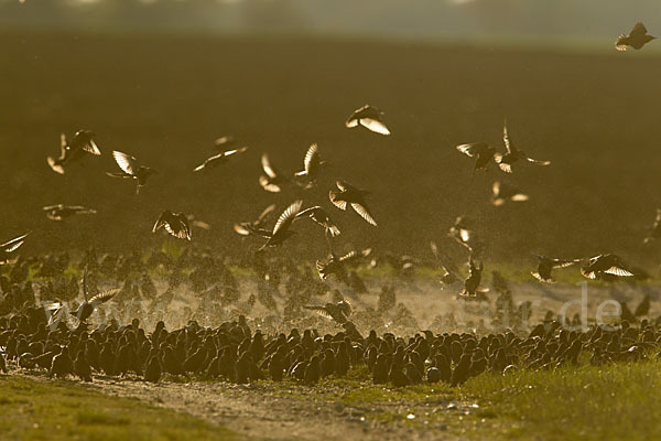 Star (Sturnus vulgaris)