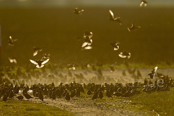 Star (Sturnus vulgaris)