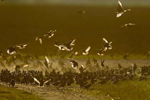 Star (Sturnus vulgaris)