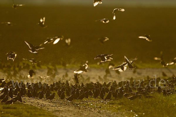 Star (Sturnus vulgaris)