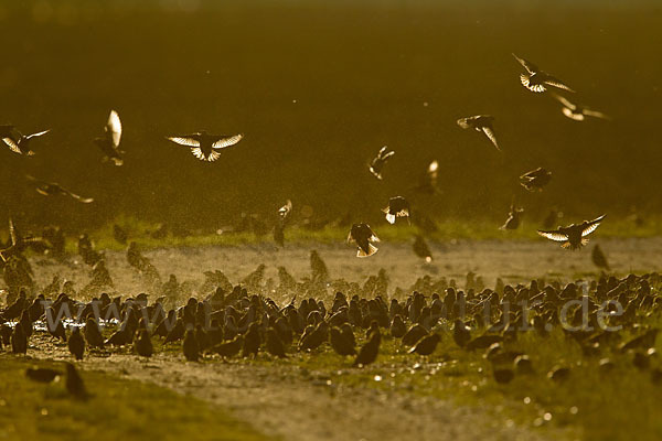 Star (Sturnus vulgaris)