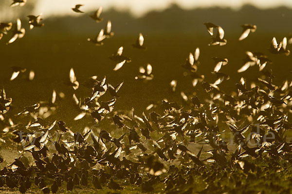 Star (Sturnus vulgaris)