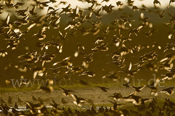 Star (Sturnus vulgaris)