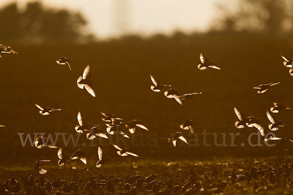 Star (Sturnus vulgaris)