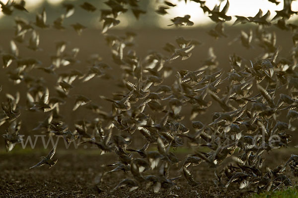 Star (Sturnus vulgaris)