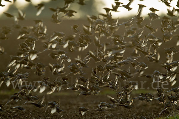 Star (Sturnus vulgaris)