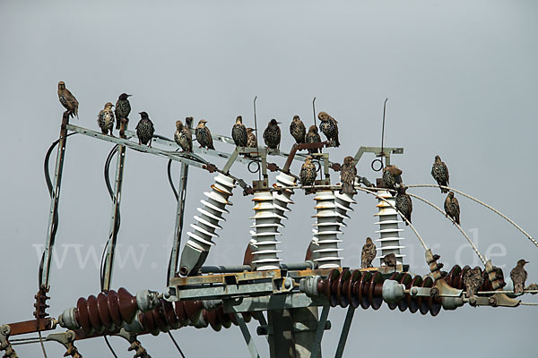 Star (Sturnus vulgaris)