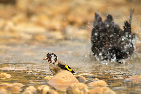 Star (Sturnus vulgaris)