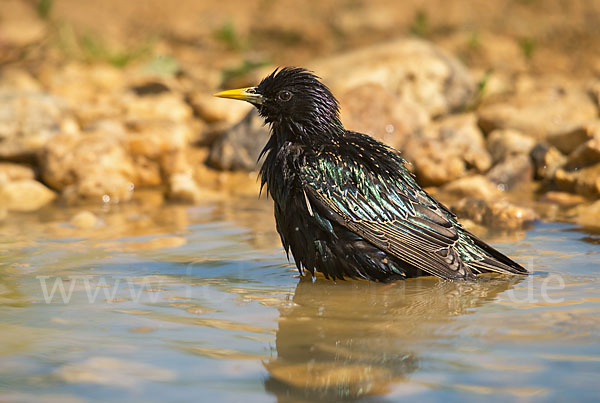 Star (Sturnus vulgaris)