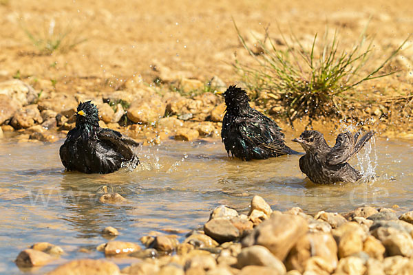 Star (Sturnus vulgaris)