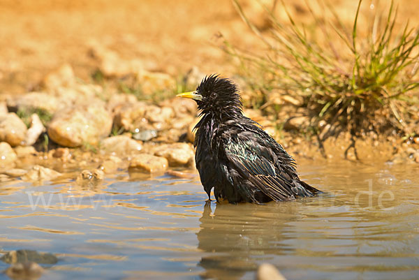 Star (Sturnus vulgaris)