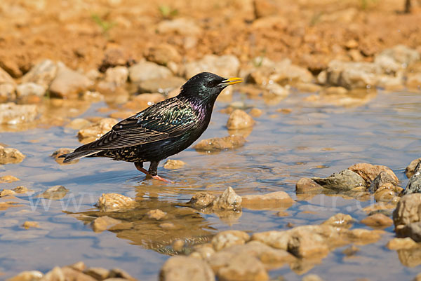 Star (Sturnus vulgaris)