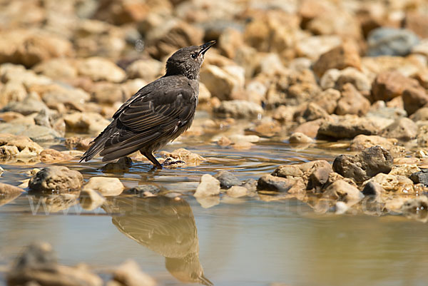 Star (Sturnus vulgaris)