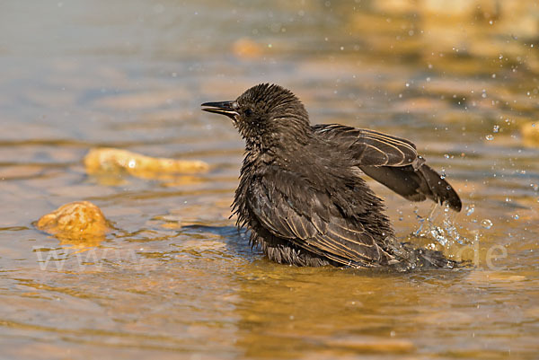 Star (Sturnus vulgaris)