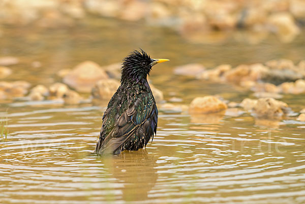 Star (Sturnus vulgaris)