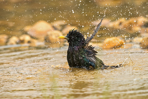 Star (Sturnus vulgaris)