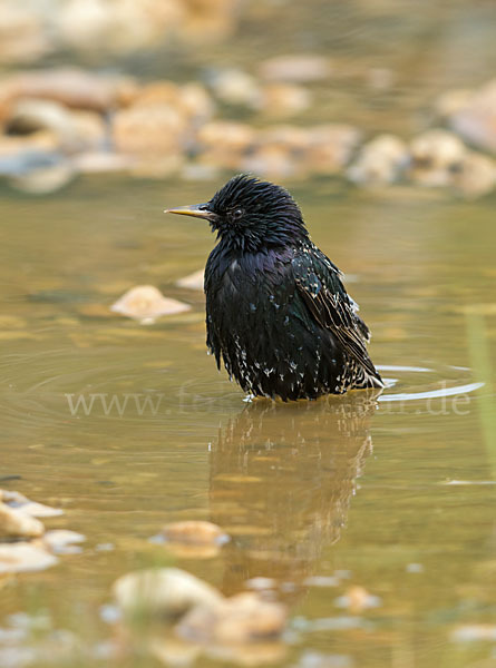 Star (Sturnus vulgaris)