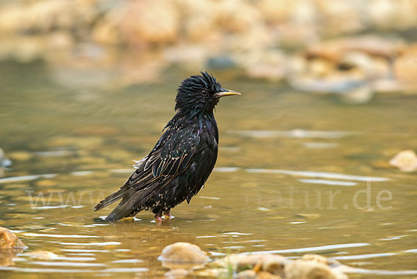 Star (Sturnus vulgaris)