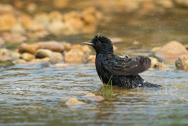 Star (Sturnus vulgaris)