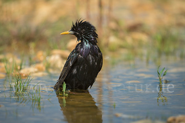 Star (Sturnus vulgaris)