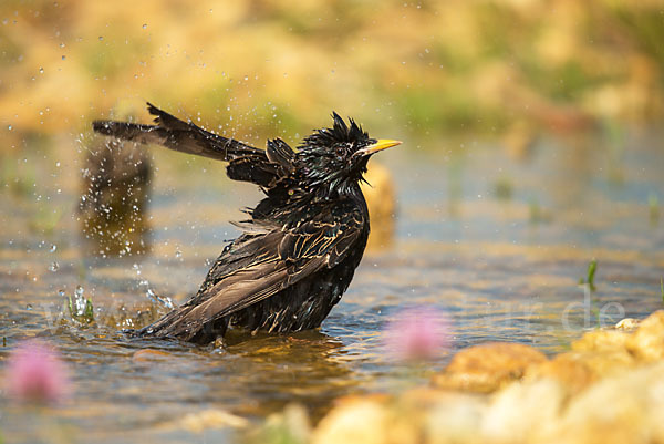 Star (Sturnus vulgaris)