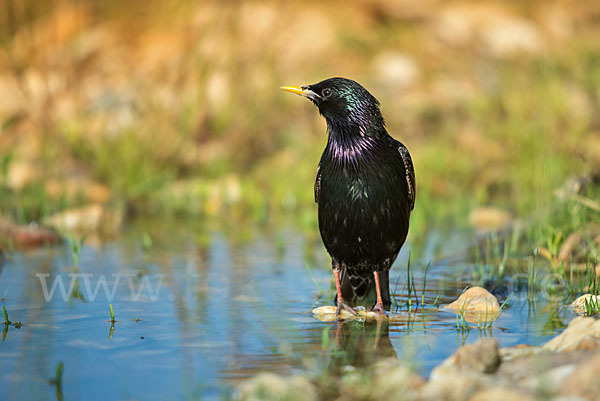 Star (Sturnus vulgaris)