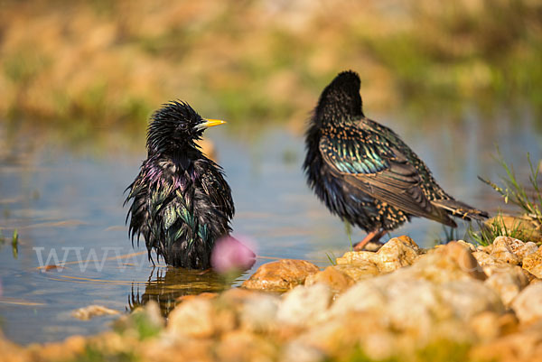 Star (Sturnus vulgaris)