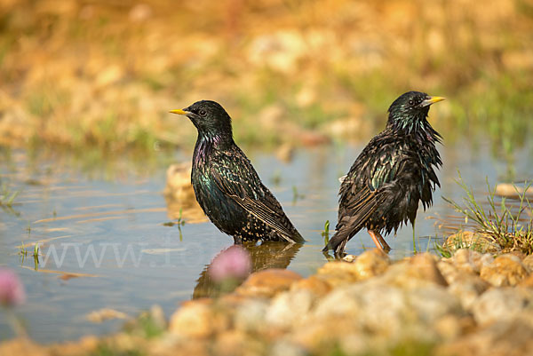 Star (Sturnus vulgaris)